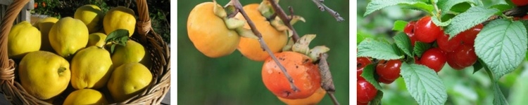 Arbres fruitiers originaux en pot