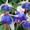 Fuchsias