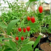 Goji 'Lhasa'