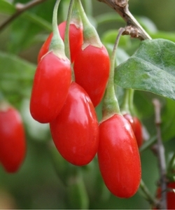 Goji - Baie de Goji