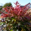 Nandina 'Gulfstream'