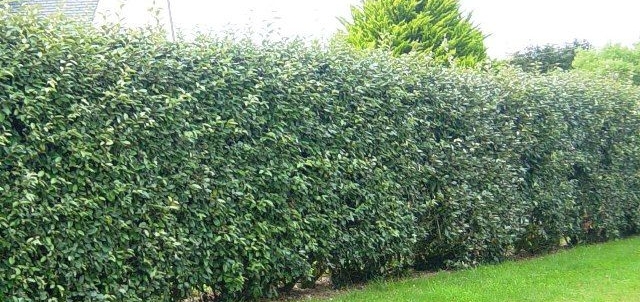 plantation eleagnus haie