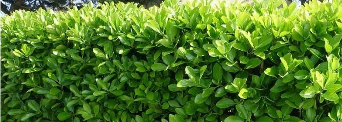 Euonymus japonicus fusain du japon