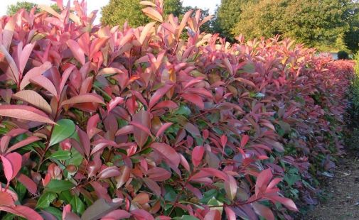 Haie de Photinias