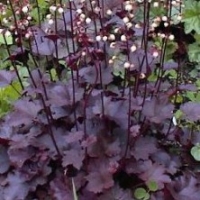 Heuchère 'Palace Purple'