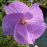 Hibiscus 'Bleu d'Australie'