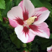 Hibiscus 'Hamabo'