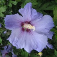 Hibiscus 'Oiseau Bleu'