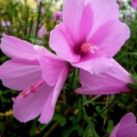 Hibiscus pedunculosa