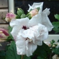 Hibiscus 'Summer Holiday' ®