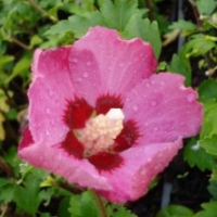 Hibiscus 'Woodbridge'