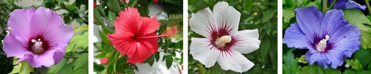 Hibiscus