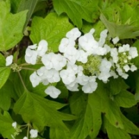 Hortensia à feuilles de Chêne