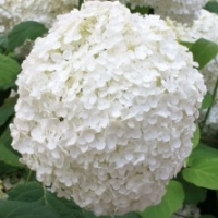 Hortensia arbustif 'Annabelle'