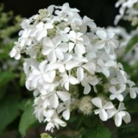 Hortensia paniculata 'Levana' ®