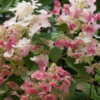 Hortensia 'Little Quick Fire' ®