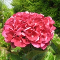 Hortensia 'Maison Rouge'