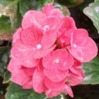 Hortensia 'Merveille Sanguine'