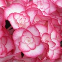 Hortensia 'Miss Saori' ®