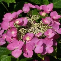 Hortensia 'Mousmee'