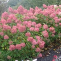 Hortensia 'Phantom'