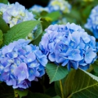 Hortensia 'Renata' Blue'