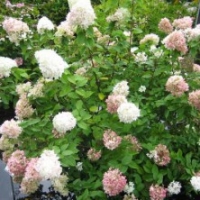 Hortensia 'Selection'