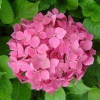 Hortensia 'Sybilla' ®