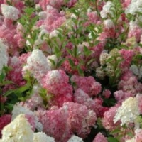 Hortensia 'Vanille Fraise' ®