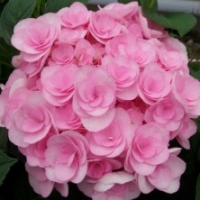 Hortensia 'You And Me Love' ®