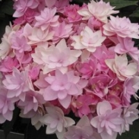 Hortensia 'You And Me Romance' ®