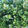 Houx 'Green Hedge'