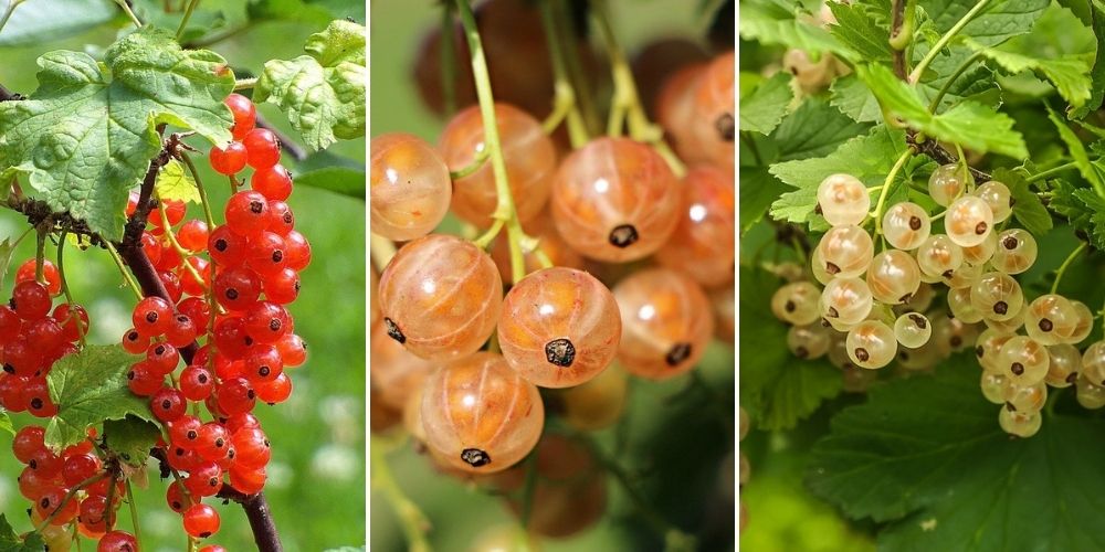 variétés groseille ribes rubrum Leaderplant