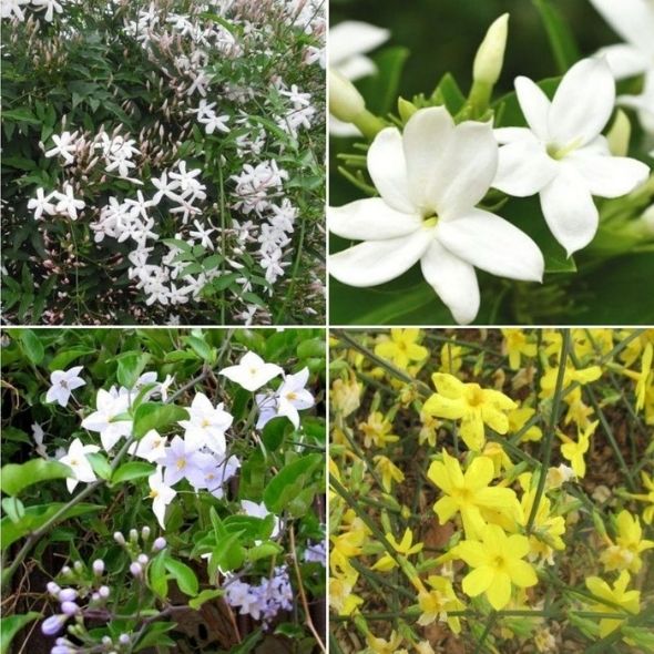 jasmin sambac solanum hiver grimpantes