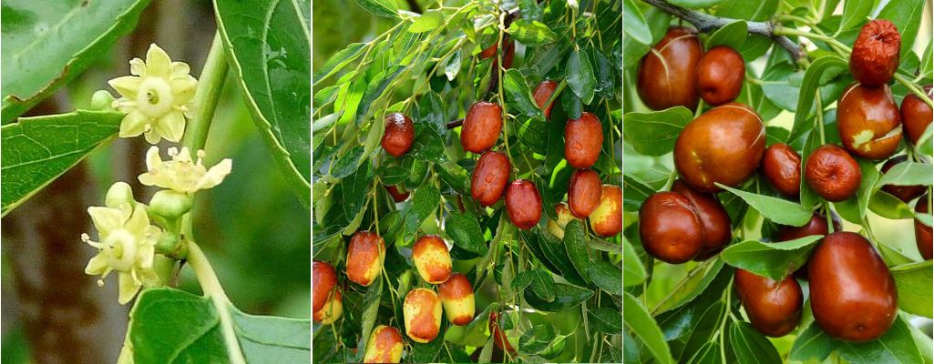 fleurs et fruits de jujubier