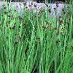 Juncus 'Starhead'