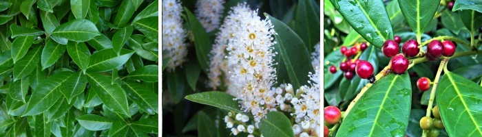 laurier palme : feuilles fleurs et fruits