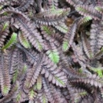 Leptinella Couvre-sols