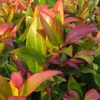 Leucothoe 'Zeblid'