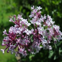 Lilas à petites feuilles