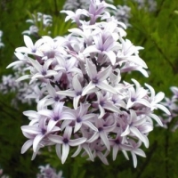 Lilas d'Afghanistan