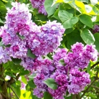 Lilas Katherine Havemeyer