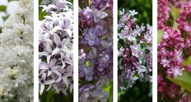 Lilas