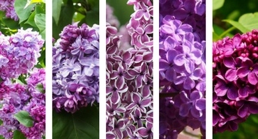 lilas