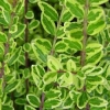 Lonicera 'Stone Green'