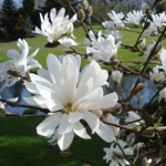 Magnolia étoilé