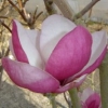 Magnolias