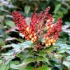 Mahonia 'Cabaret' ®