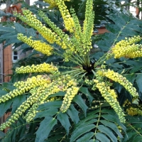 Mahonia Hivernant