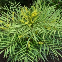 Mahonia Soft Caress ®